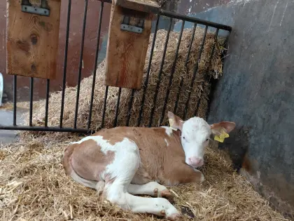 Kalb