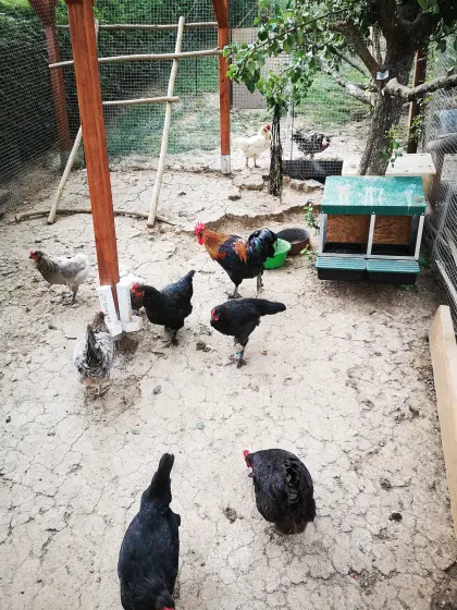 Marans Junghähne abzugeben