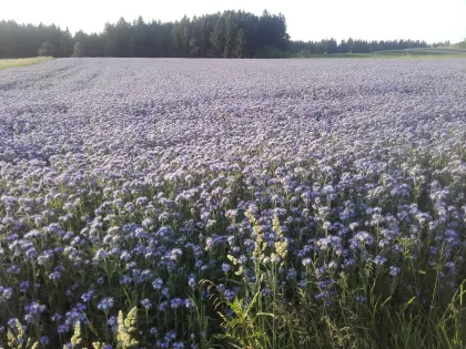 Phacelia, Leindotter