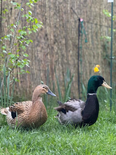 Rouen-Clair-Enten