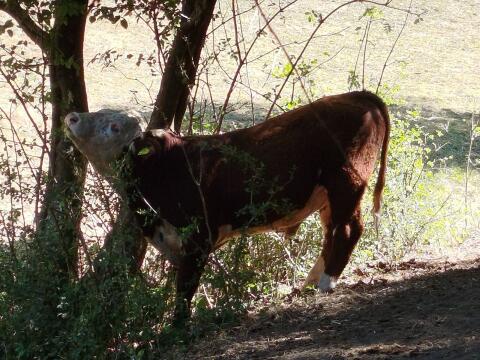 Hereford X Jungstier