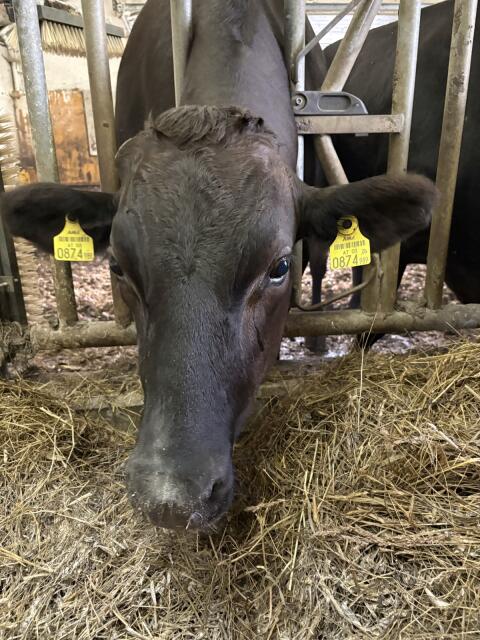 Wagyu-Ochse