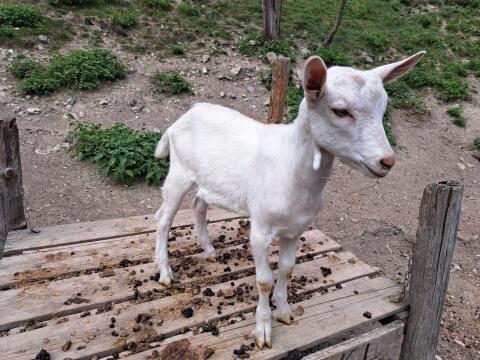Saaneziegenbockkitz