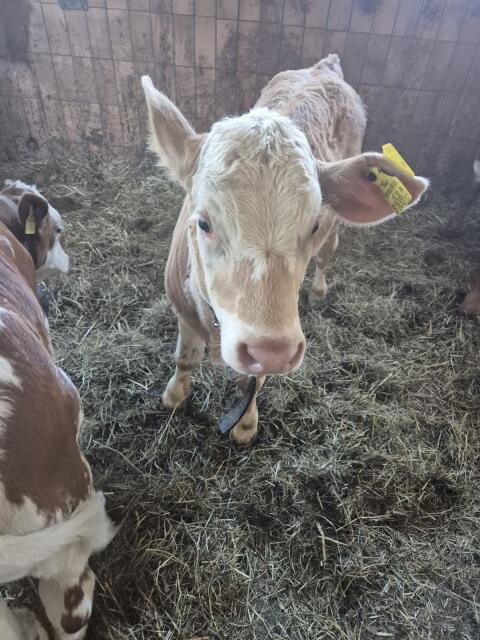 Verk. Blonde d’Aquitaine, FV
