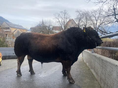 Aubrac-Zuchtstier zu verkaufen.