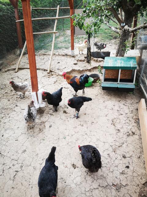 Marans Junghähne abzugeben