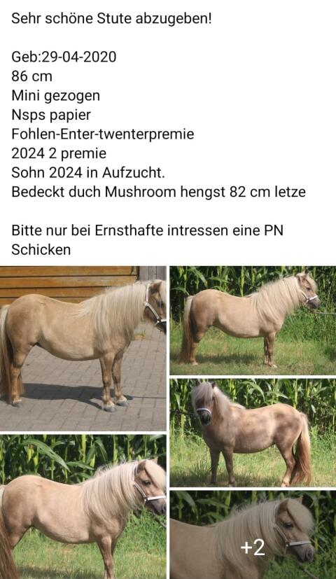Mushroom Mini-Pony-Zuchtstute