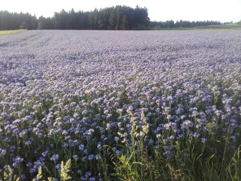 Phacelia, Leindotter