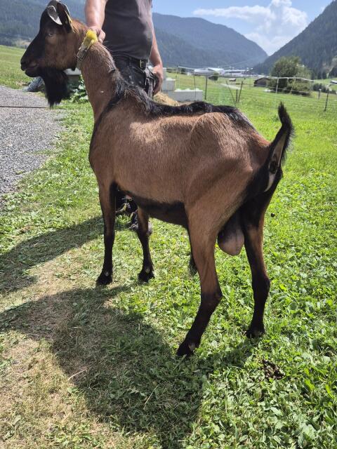 GGZ Jungbock