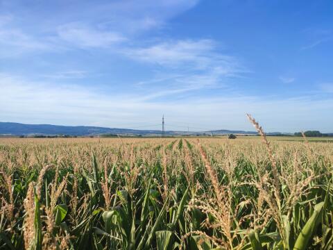 Mais ab Feld