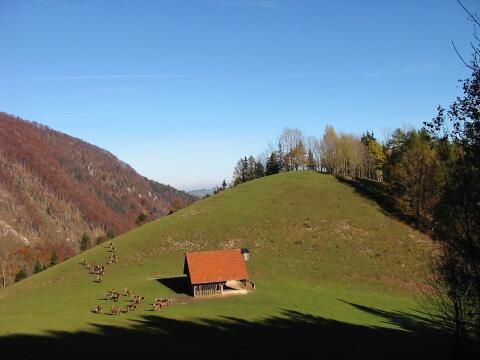 Hirschgehege zu verpachten