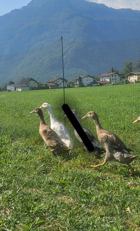 Laufenten
