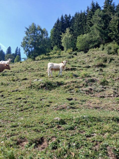 Charolais-Stier