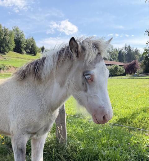 Islandpferd, Isländer Hengstfohlen