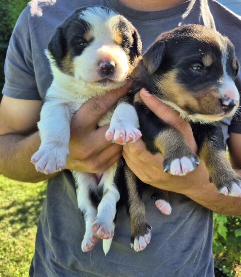 Border Collie, Appenzeller Welpen
