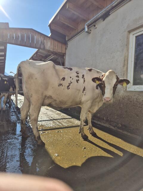 Top Red Holstein Jungkuh, 35 l (robotergewohnt)