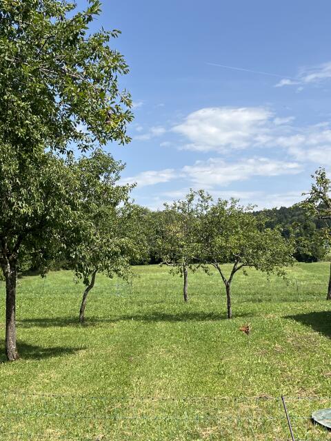 Bio-Wiese 1 ha zum selber mähen