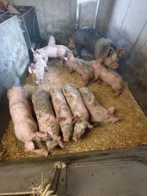 Bio-Schweine