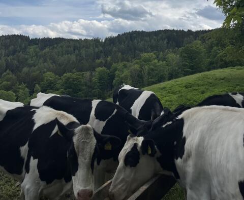 Kleinträchtige BIO-Holsteinkalbinnen zu verkaufen