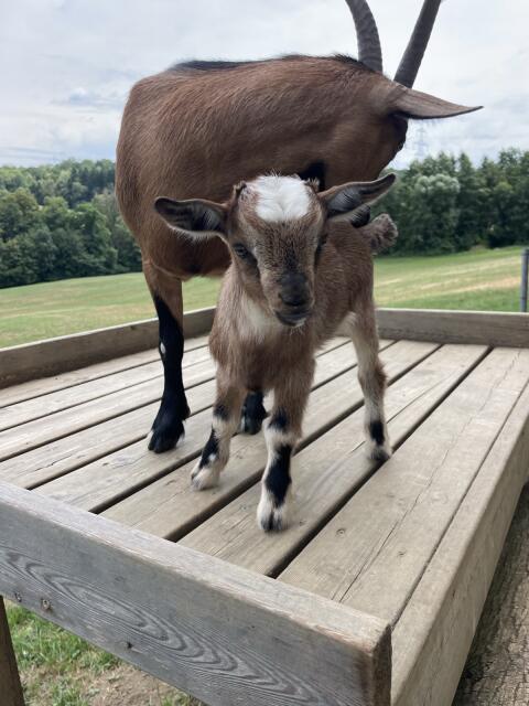 Zwergziegenbock