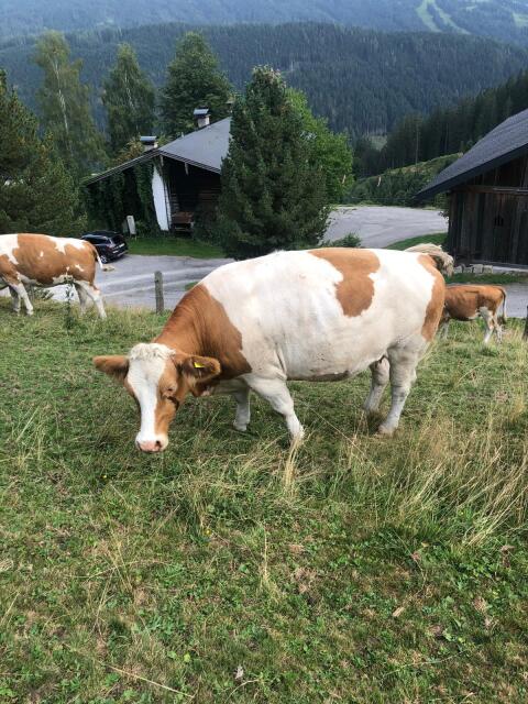 Verkaufe Bio-Fleckviehkalbinnen, trächtig