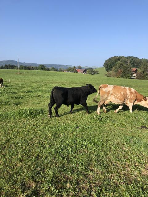 Verkaufe Mutterkühe