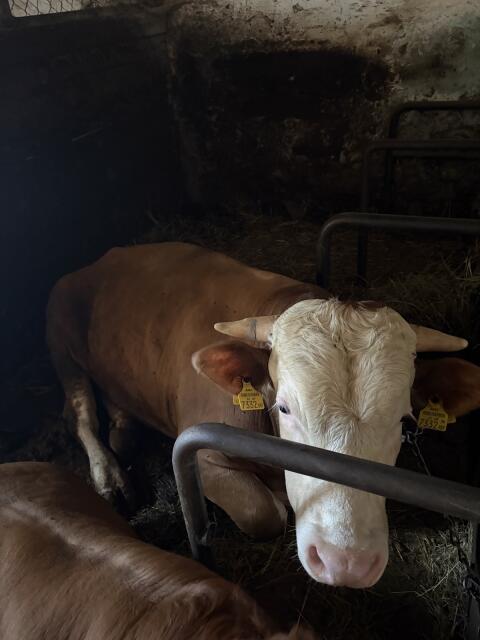 Stier