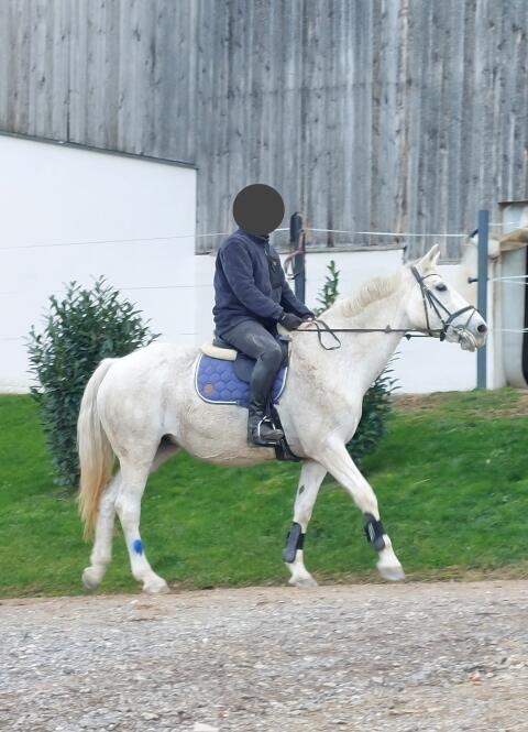Irische Warmblutstute (18), Schulpferd