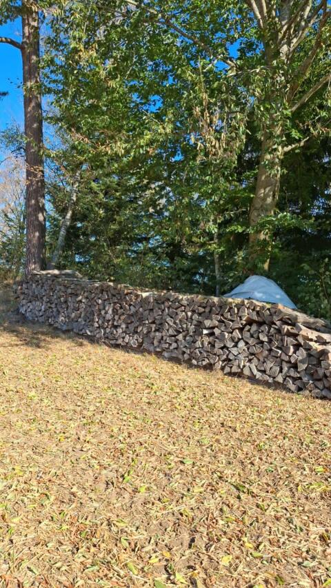 Brennholz Buche