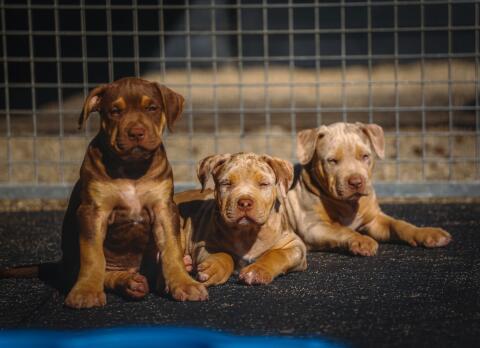 American Bully Welpen