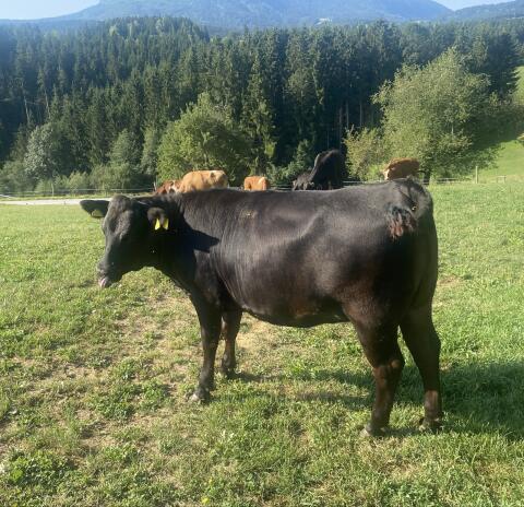 Wagyu-Angus Kalbin F1