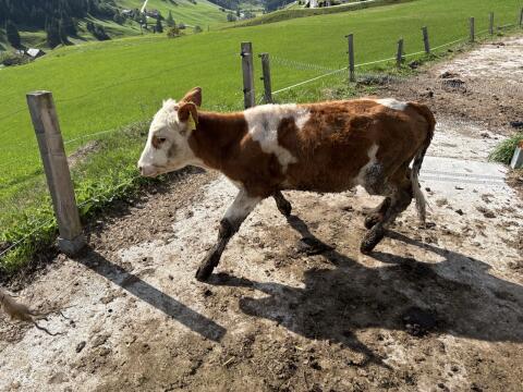 Bio FV Kalb gen. hornlos