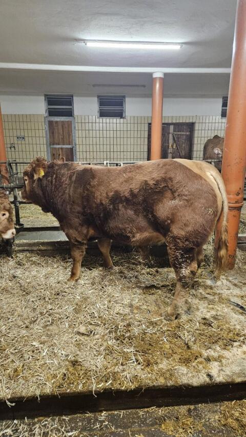 Hornlose Limousin-Tiere