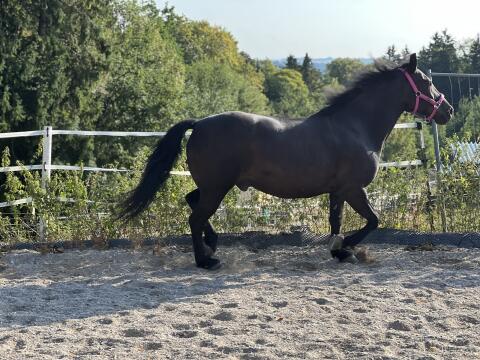 Verkaufe Paint Horse WB Wallach