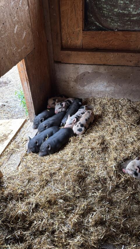 Mini-Hängebauchschweine