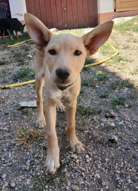 Working Kelpie