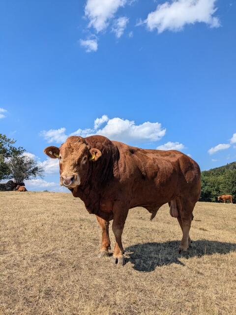 Verleihe Bio-Limousin-Zuchtstier „Toro“
