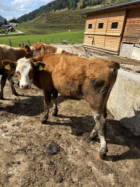 Bio FV-Ochse