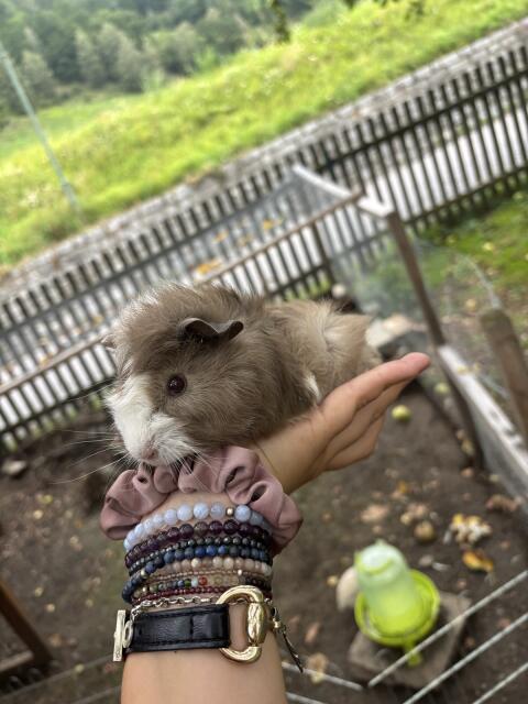 Meerschweinchen