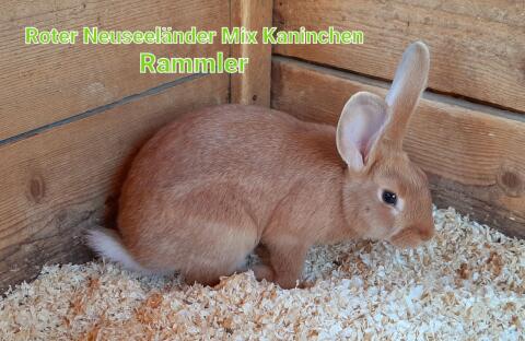 Roter Neuseeländer-Mix Kaninchen Rammler
