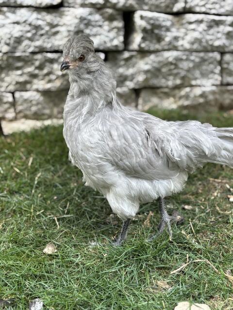 Lavender Araucana Paar