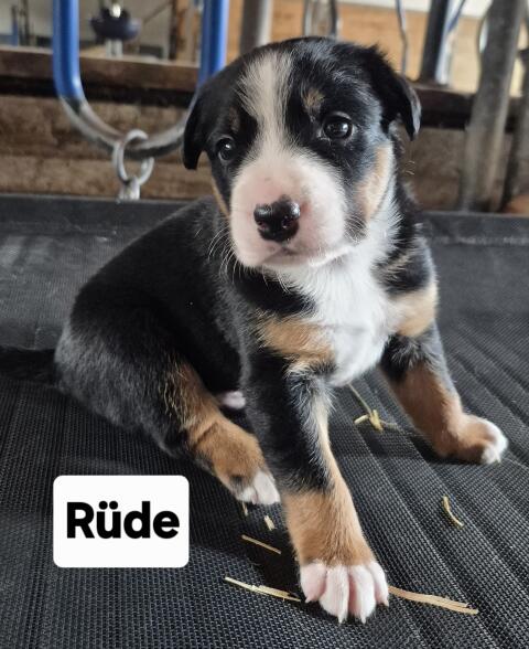 Appenzeller, Border Collie Welpen