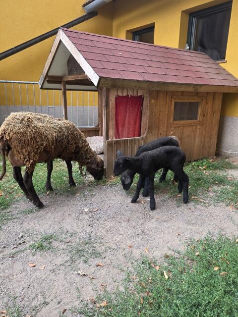 Jura-Mutterschaf mit 2 Lämmern