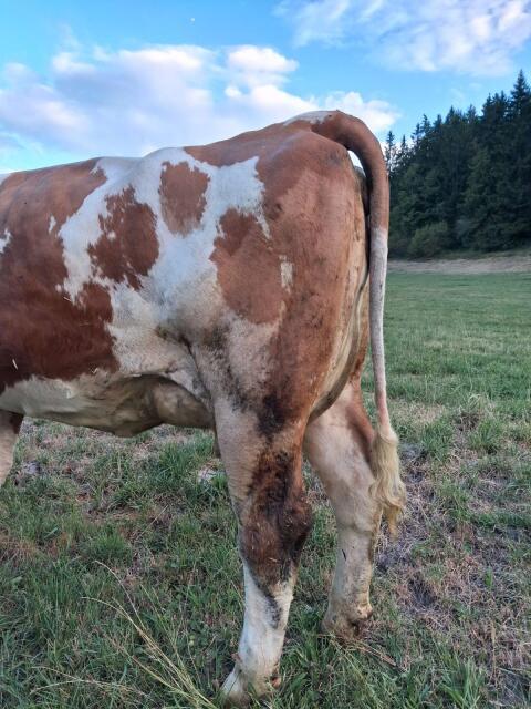 Verkaufe Flecken-Kalbin, Bio, in Milch