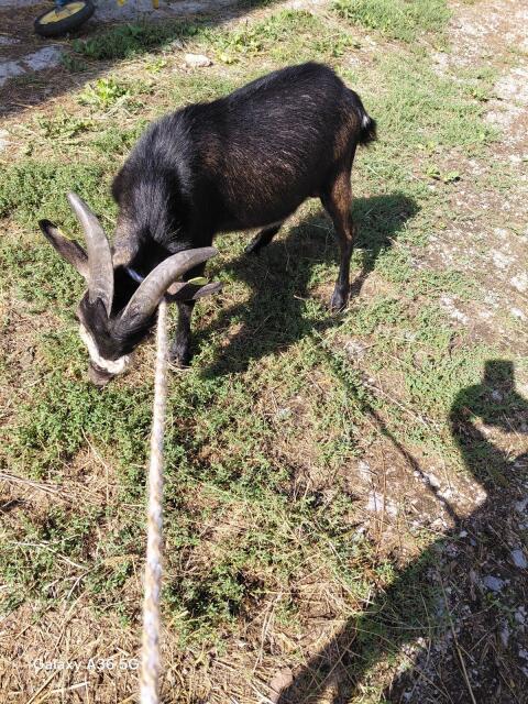 Ziegenbock