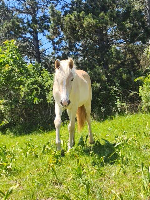 Haflinger Stutjährling
