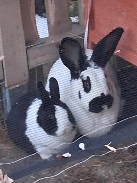 Zwergkaninchen und Hase