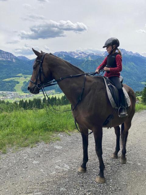 Tschechischer Warmblut-Wallach