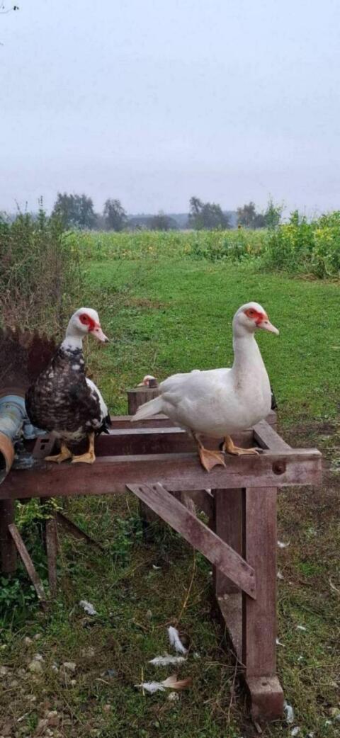 Enten