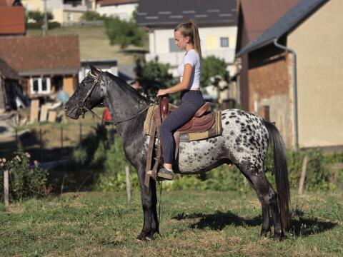 Appaloosa-Wallach